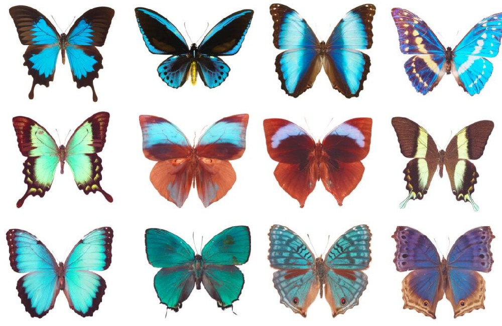 蝴蝶標(biāo)本進口關(guān)稅是多少？（蝴蝶標(biāo)本進口報關(guān)關(guān)稅稅率）